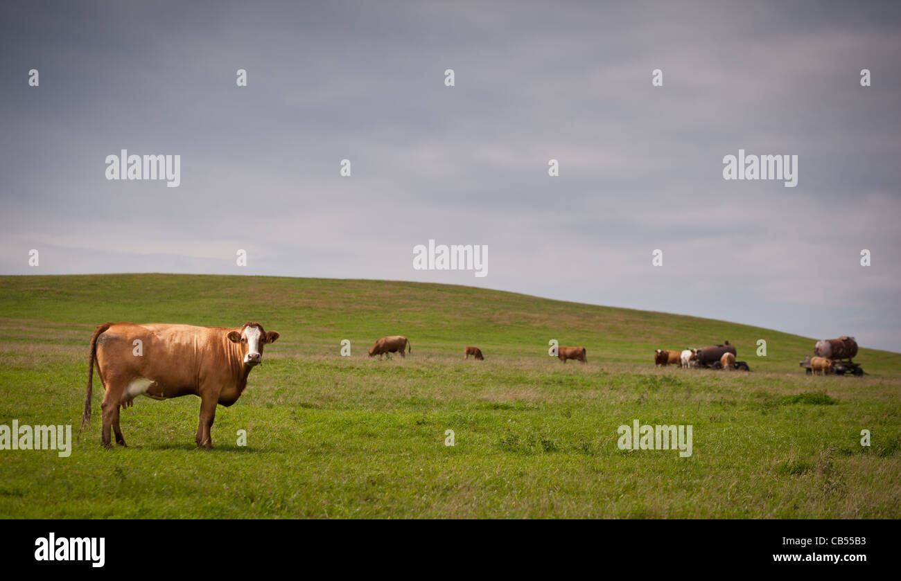 Cows grazing on a lovely green pasture Stock Photo - Alamy