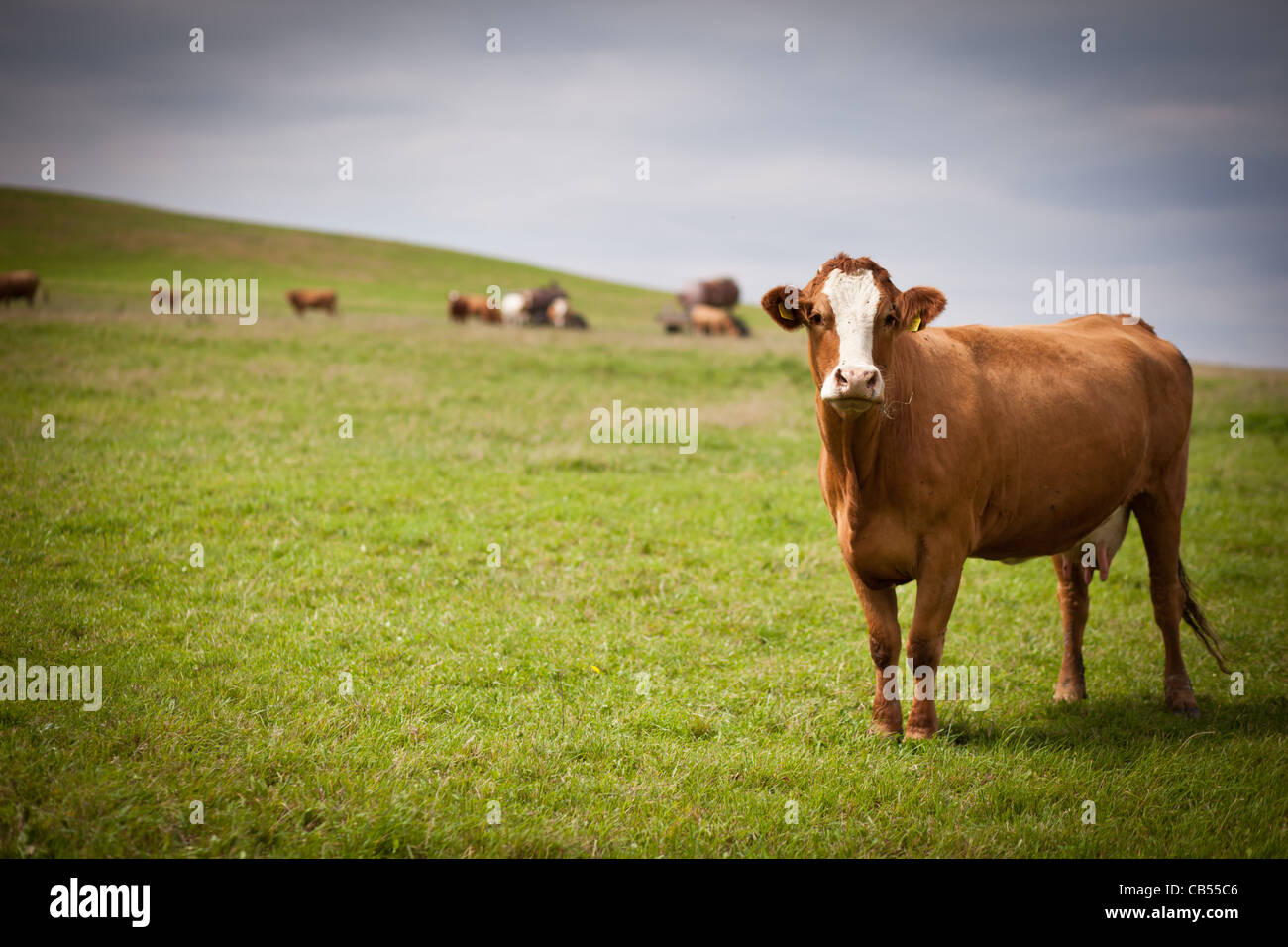 Cows grazing on a lovely green pasture Stock Photo - Alamy