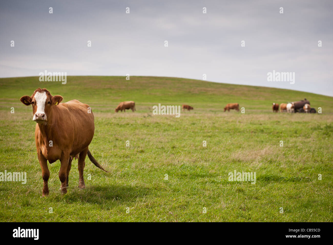 Cows grazing on a lovely green pasture Stock Photo - Alamy