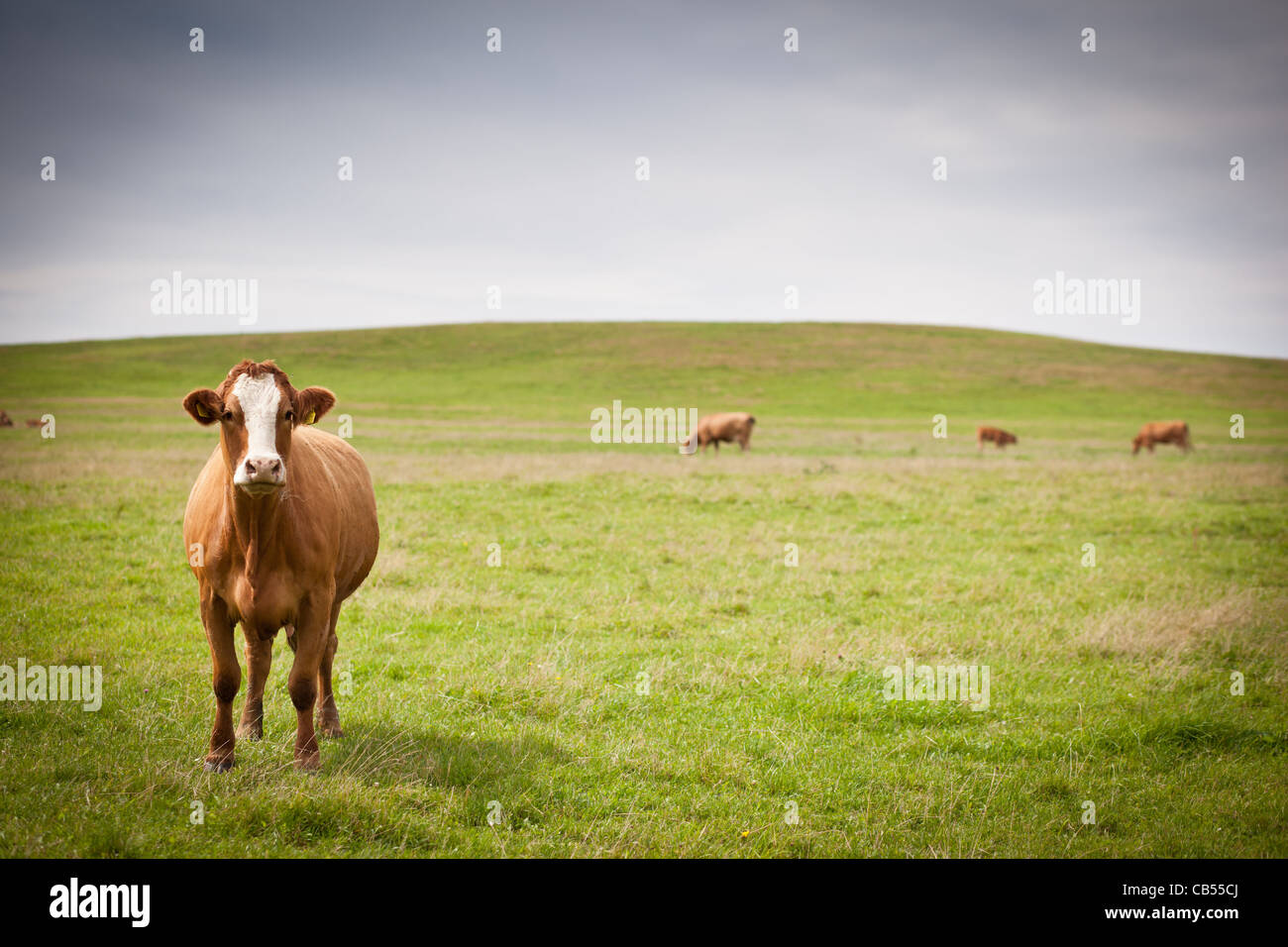 Cows grazing on a lovely green pasture Stock Photo - Alamy