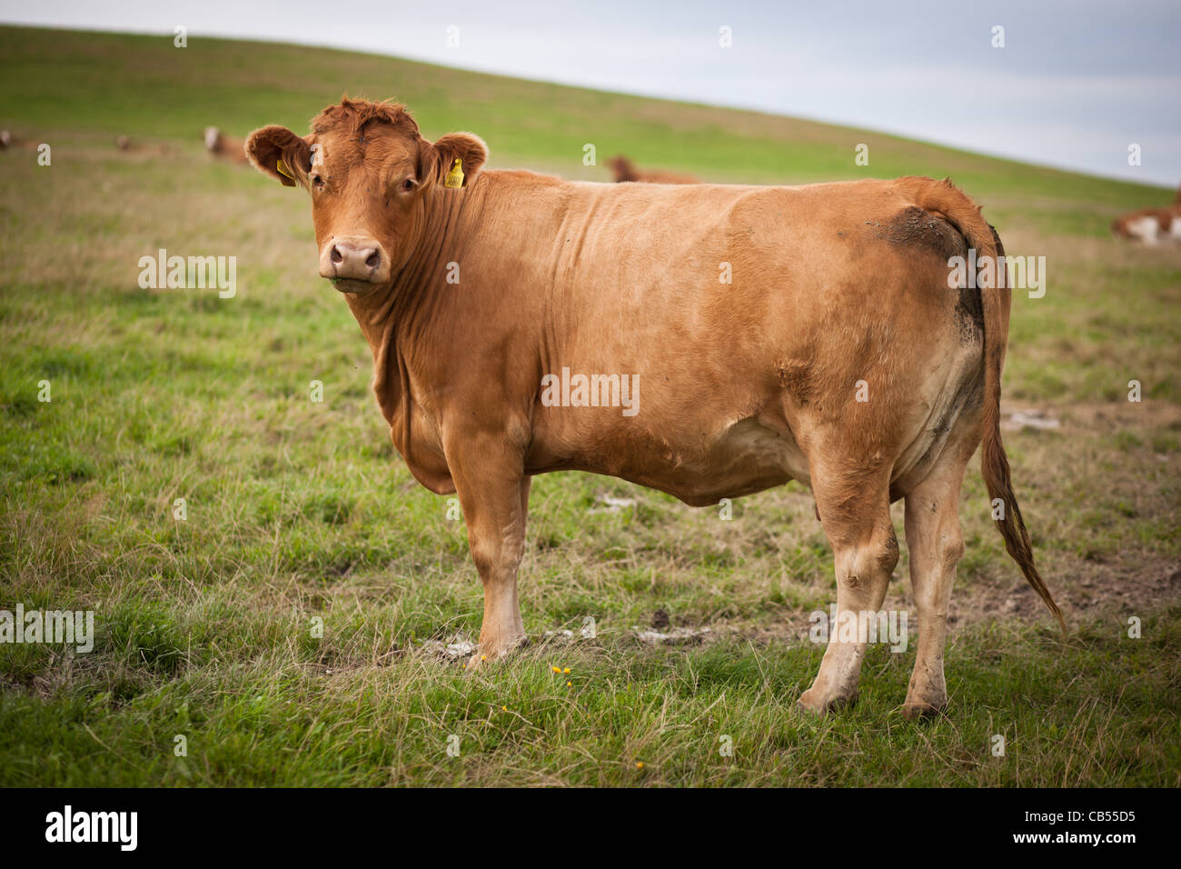Cows grazing on a lovely green pasture Stock Photo - Alamy