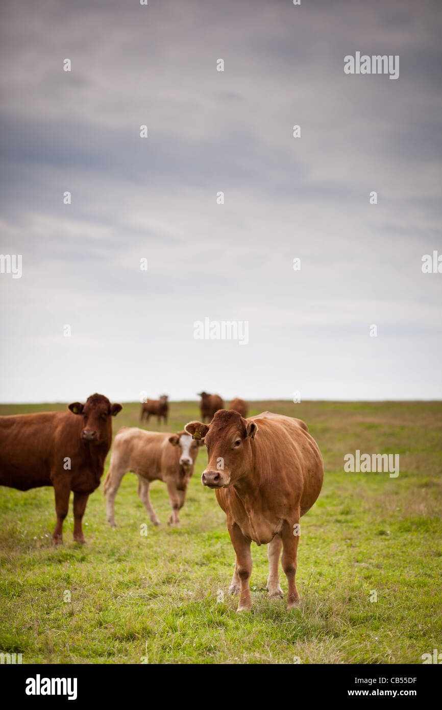 Cows grazing on a lovely green pasture Stock Photo - Alamy