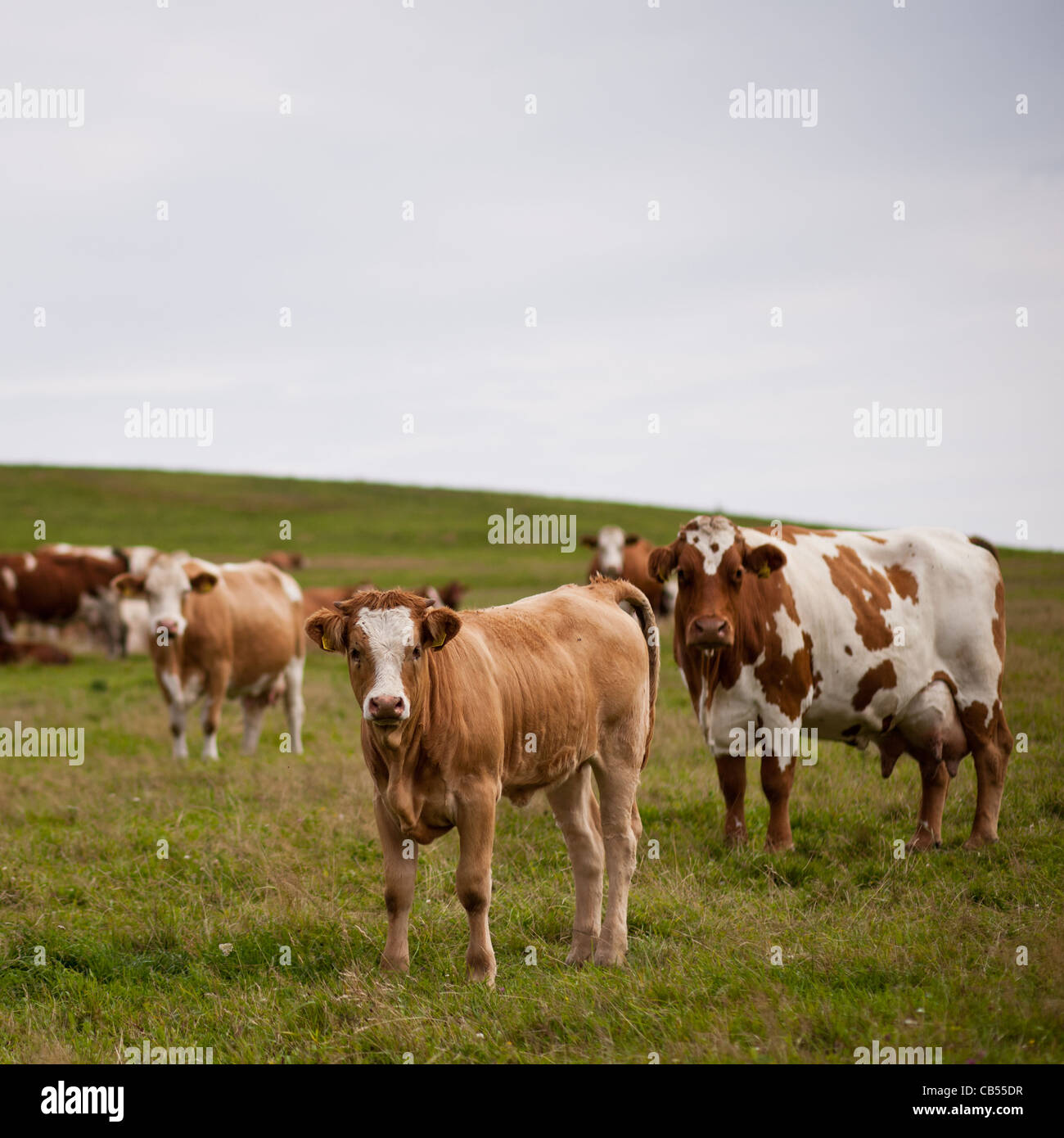 Cows grazing on a lovely green pasture Stock Photo - Alamy