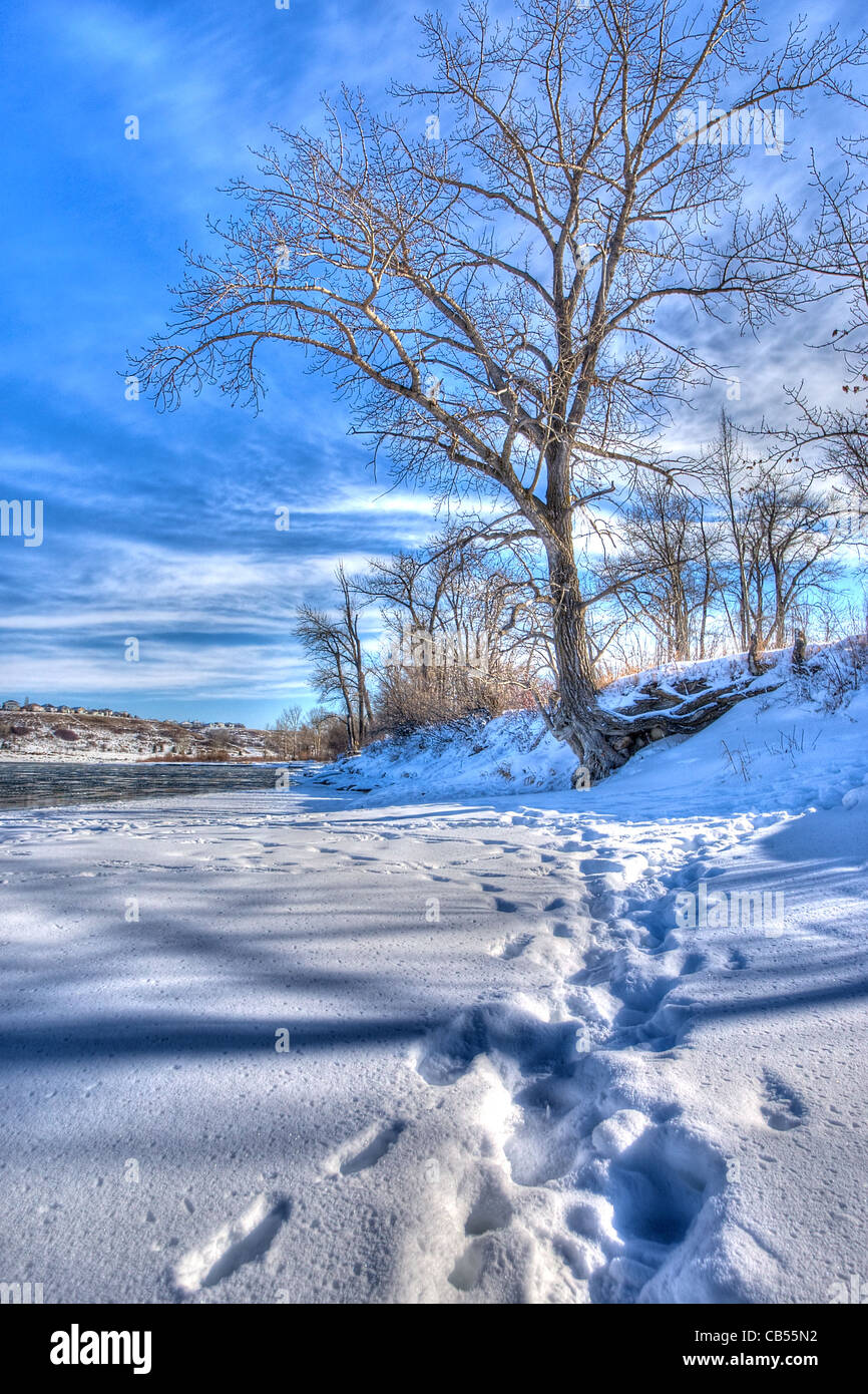 A tree in winter Stock Photo Alamy