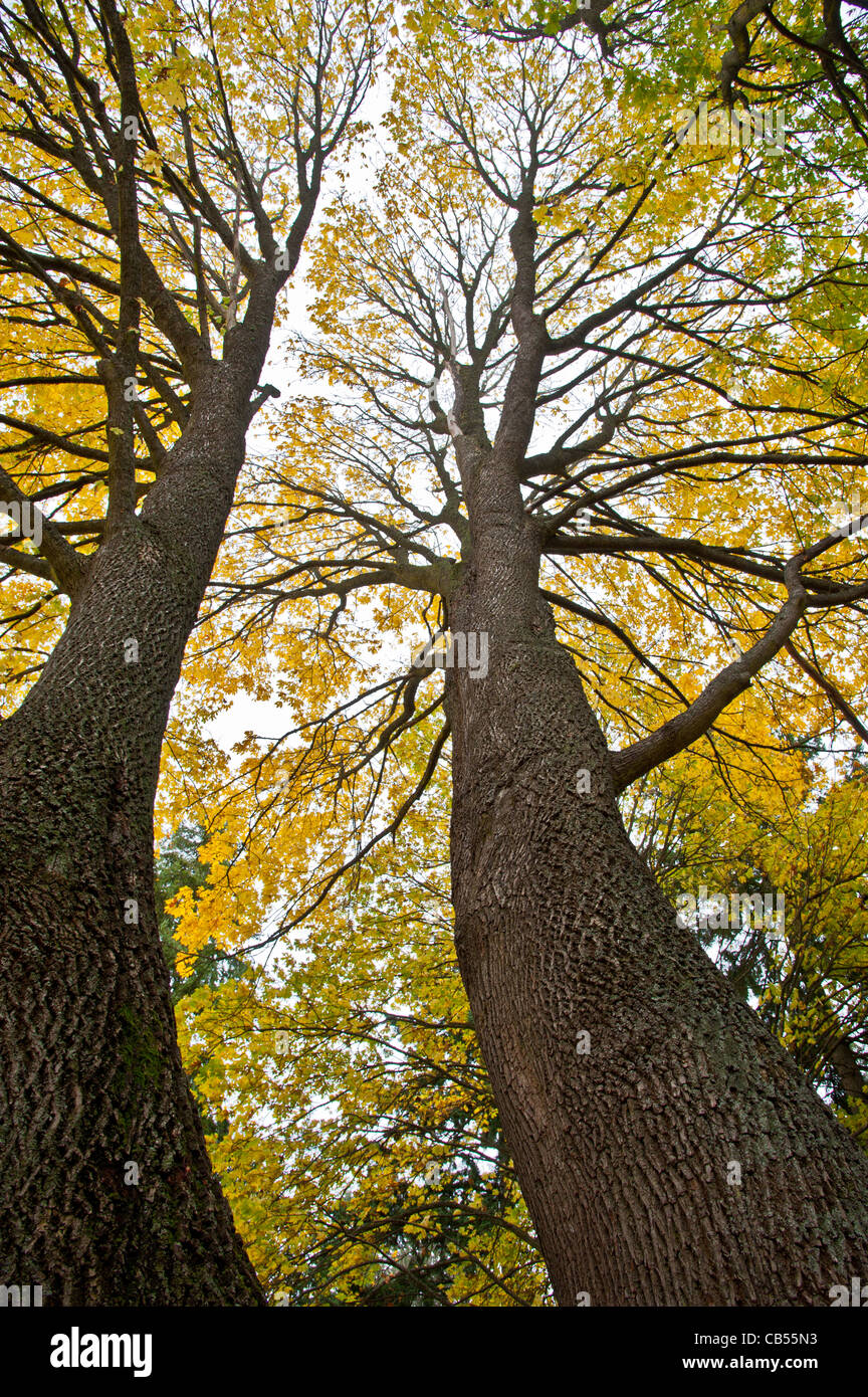 Two tall maple trees Stock Photo Alamy