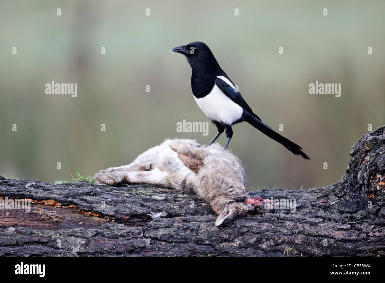 Dead crow farmland hi-res stock photography and images - Alamy