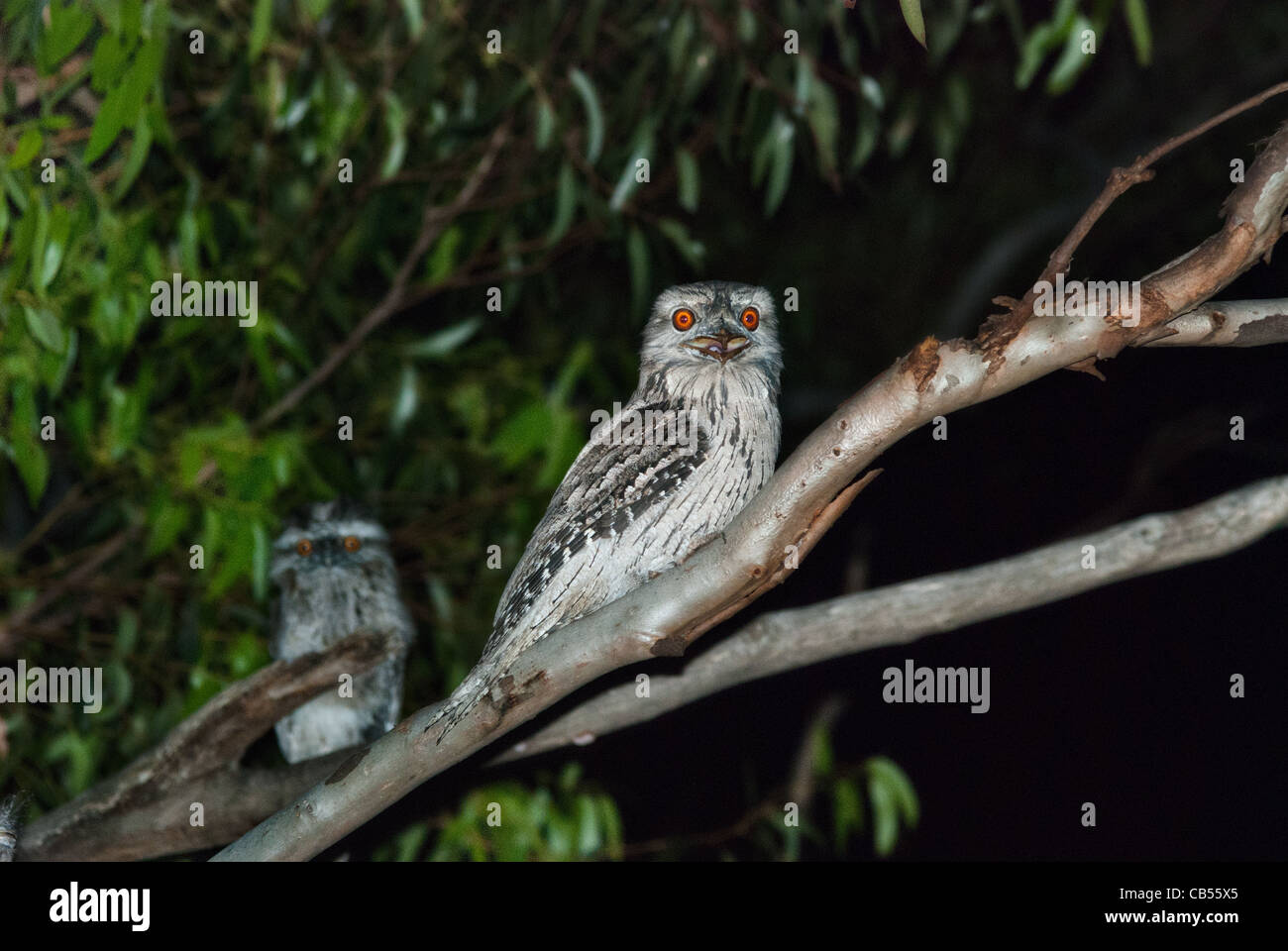 Tawny Frogmouth Parent with young in tree at night Podargus strigoides. Stock Photo