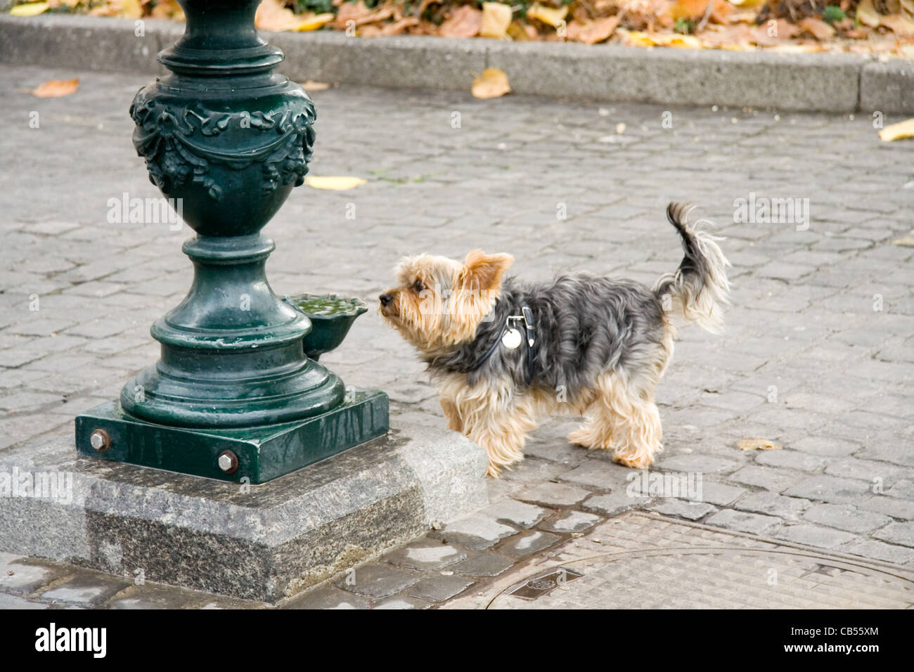 A dog drinking from a fountain Stock Photo Alamy