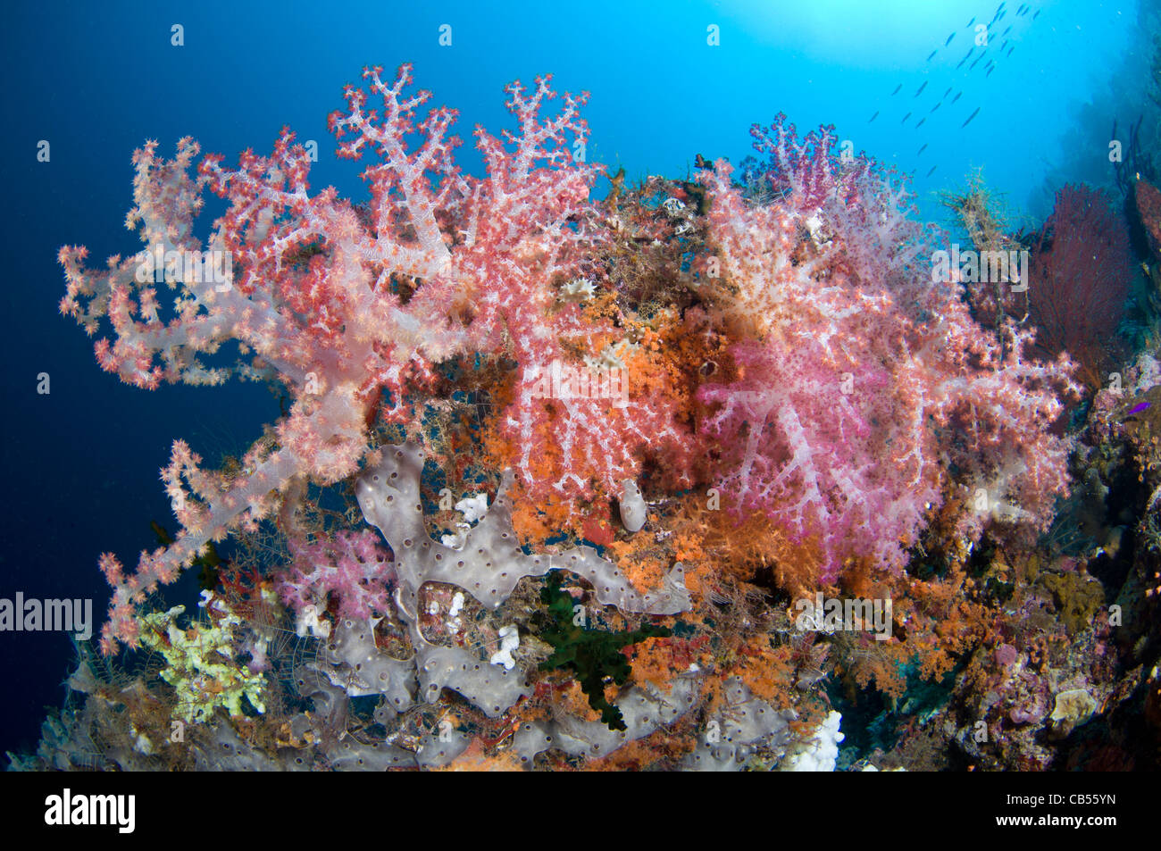 Soft coral and tropical fish, Dendronephthya sp., Misool, Raja Ampat, West Papua, Indonesia, Pacific Ocean Stock Photo