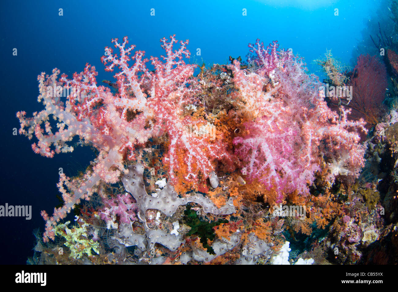 Soft coral and tropical fish, Dendronephthya sp., Misool, Raja Ampat, West Papua, Indonesia, Pacific Ocean Stock Photo