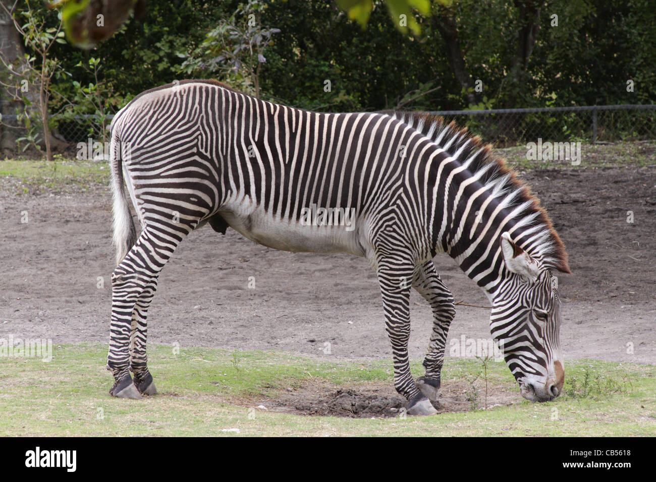Male zebra standing at the Miami Metro Zoo. Stock Photo