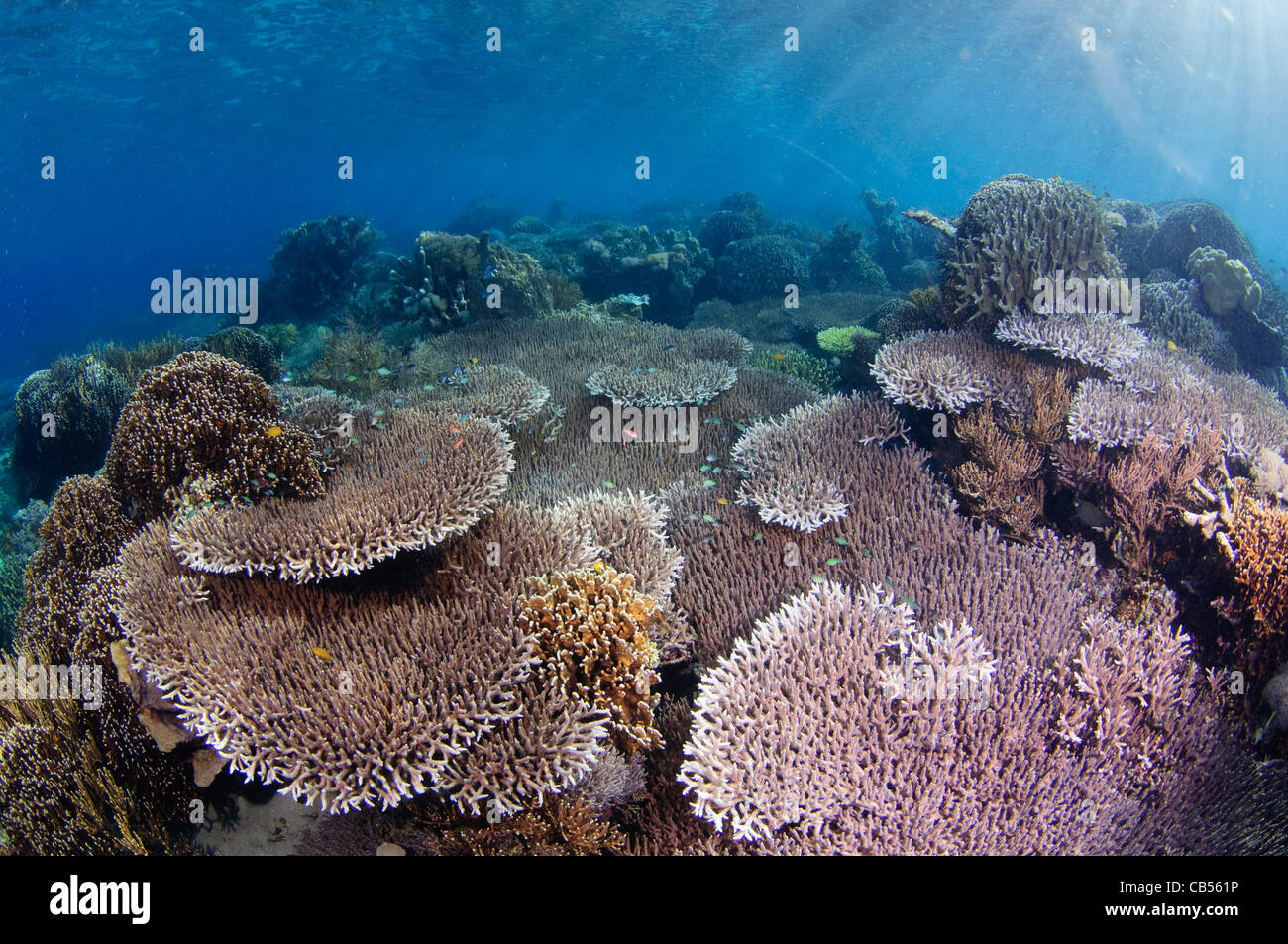 Hard coral garden with a variety of table, leather, and staghorn corals, Acropora sp., Porites sp., Litophyton sp., sarcophyton Stock Photo