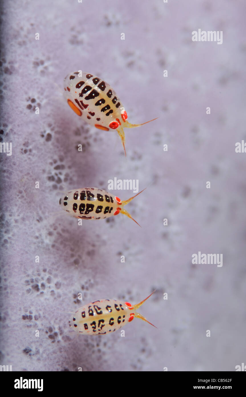 Ladybug amphipods, undescribed species, Komodo National Park, Nusa Tenggara, Indonesia, Pacific Ocean Stock Photo