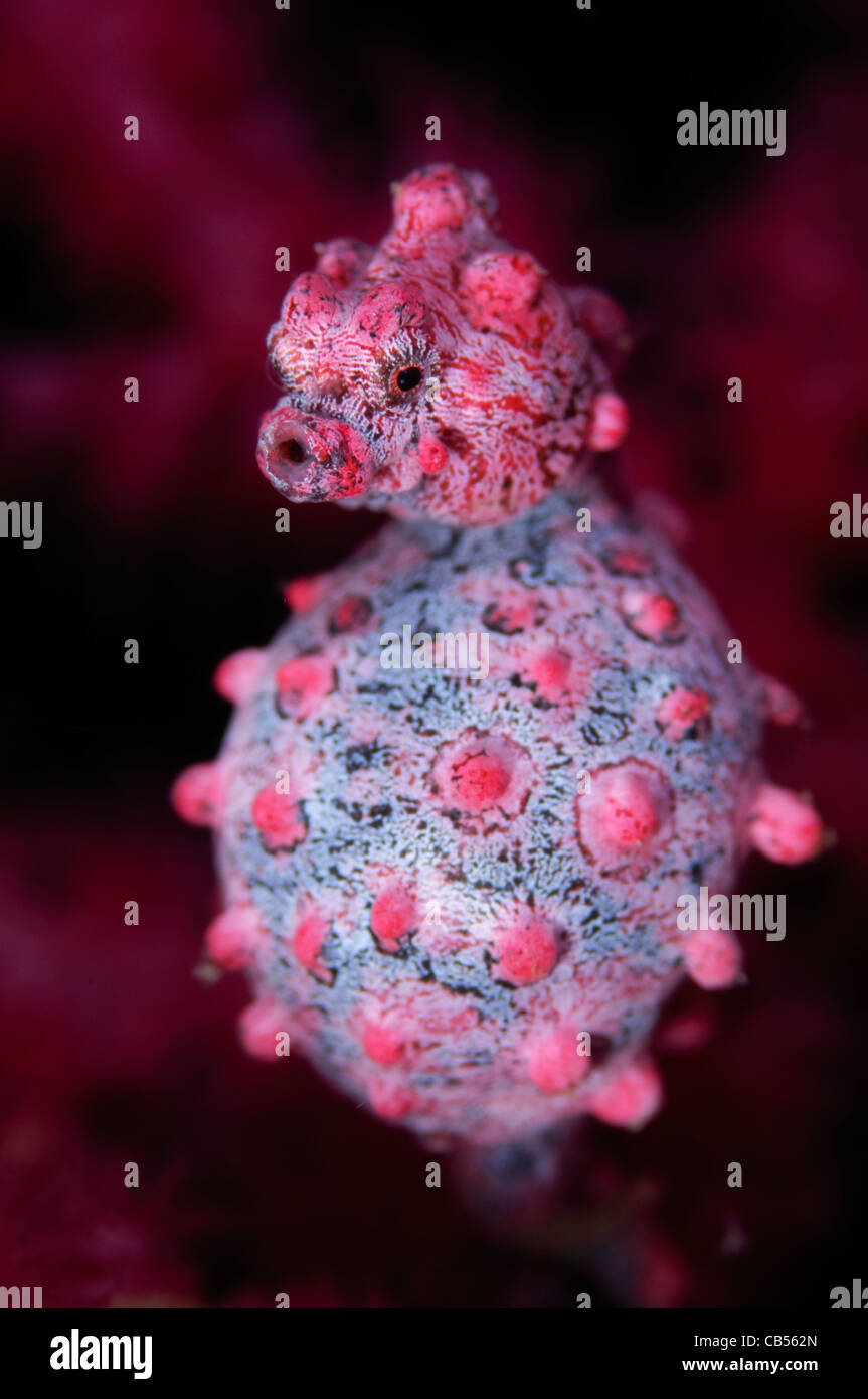 Pregnant pygmy seahorse, Hippocampus bargibanti, Komodo National Park, Nusa Tenggara, Indonesia, Pacific Ocean Stock Photo