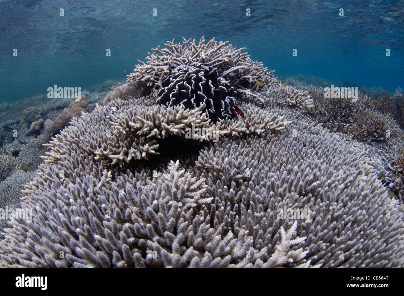 Hard coral garden with a variety of table, leather, and staghorn corals, Acropora sp., Porites sp., Litophyton sp. Stock Photo