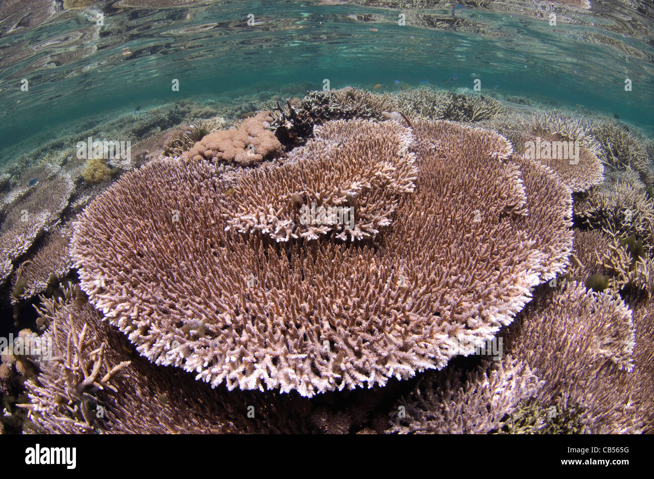 Hard coral garden with a variety of table, leather, and staghorn corals, Acropora sp., Porites sp., Litophyton sp. Stock Photo