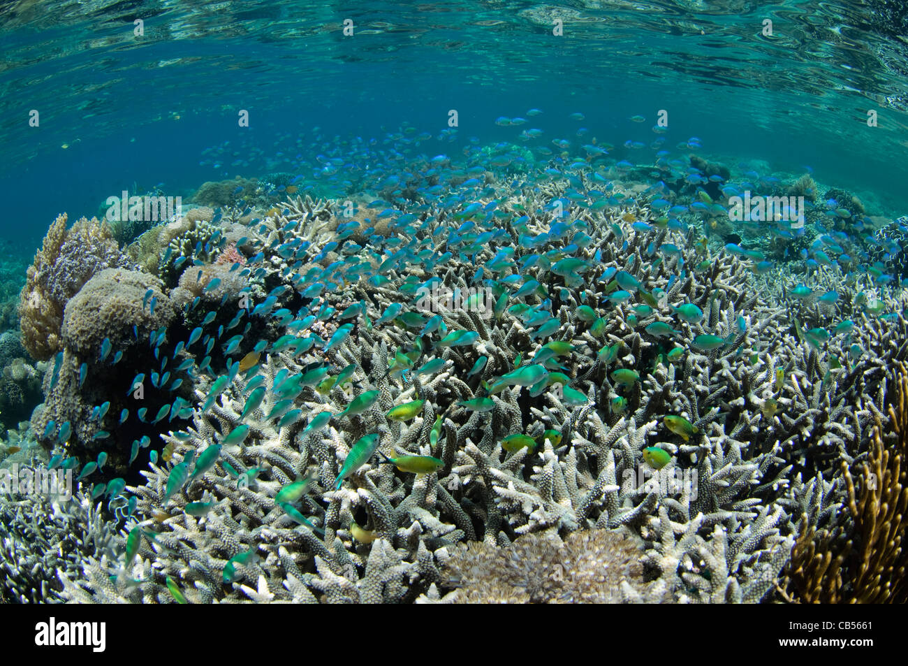 Hard Coral Garden With A Variety Of Table, Leather, And Staghorn Corals 