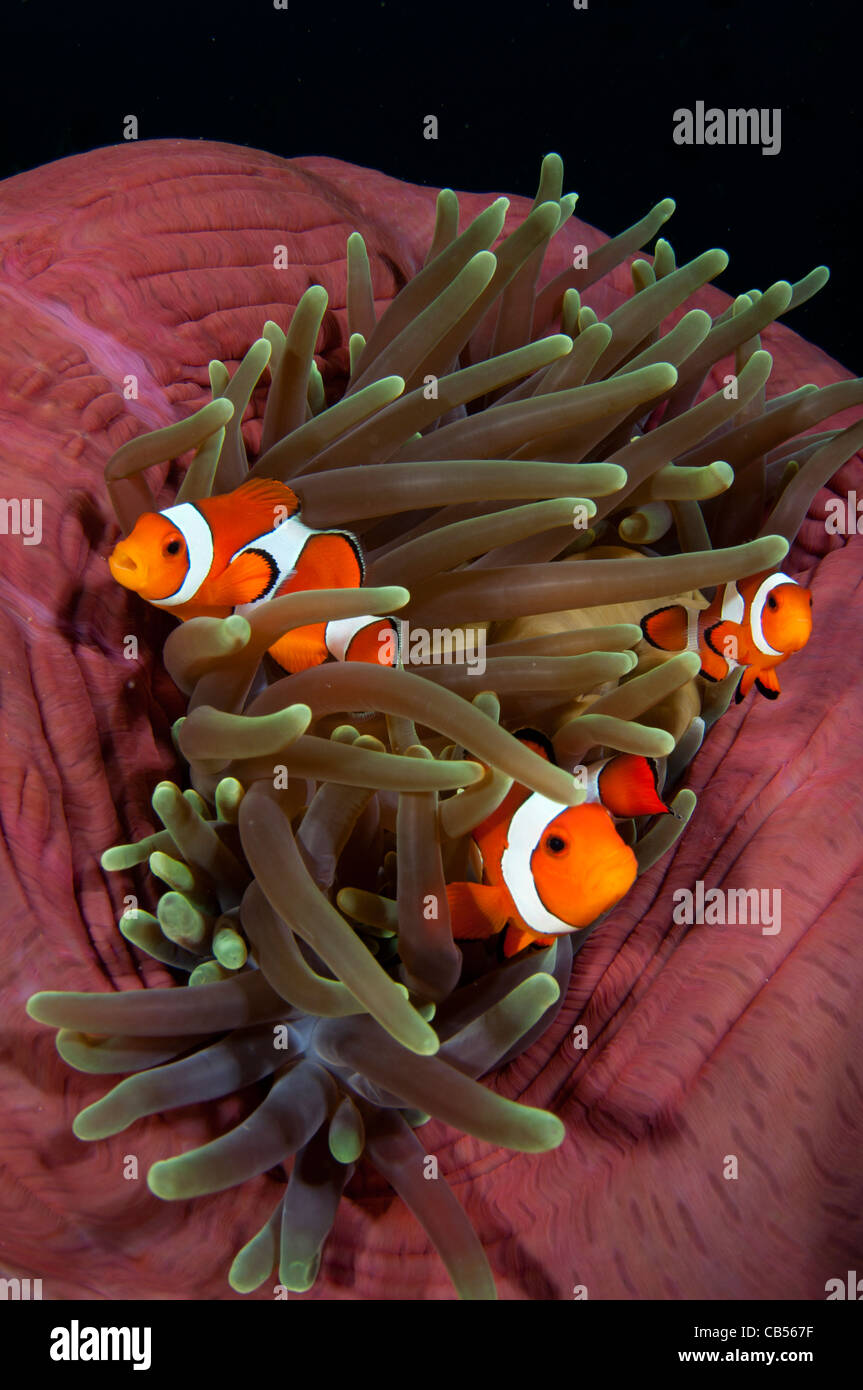 False Clownfish Amphiprion Ocellaris In A Balled Up Magnificent false-clownfish-amphiprion-ocellaris-in-a-balled-up-magnificent