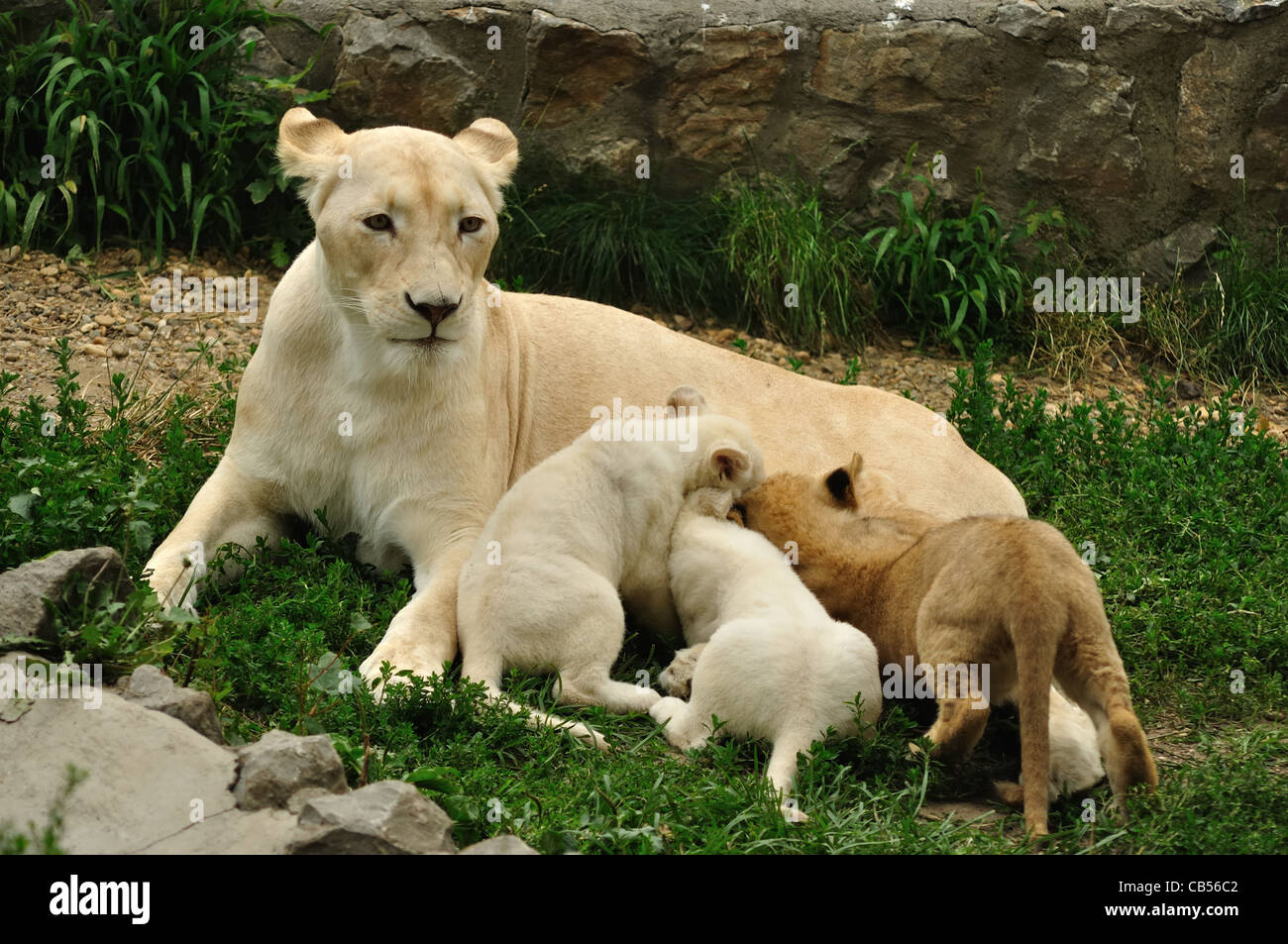 White african lioness nursing her cubs Stock Photo