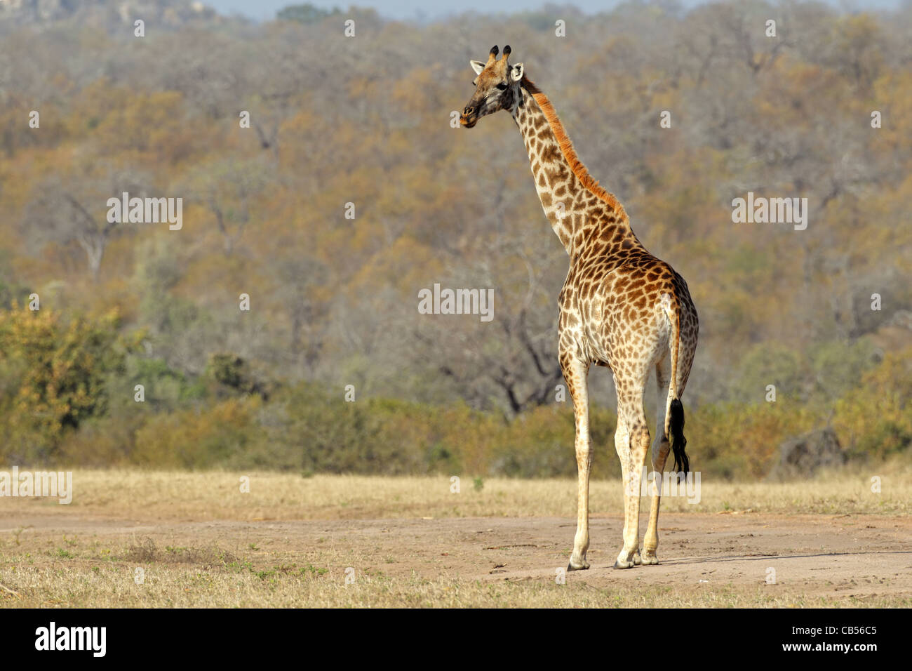 Giraffe (Giraffa camelopardalis) in the African savanna Stock Photo
