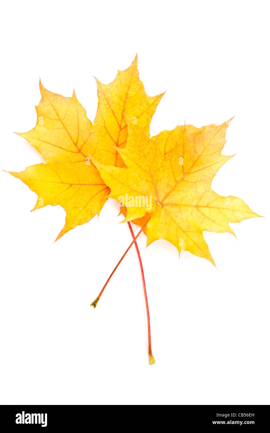 Autumn yellow maple leaf isolated on white background Stock Photo - Alamy