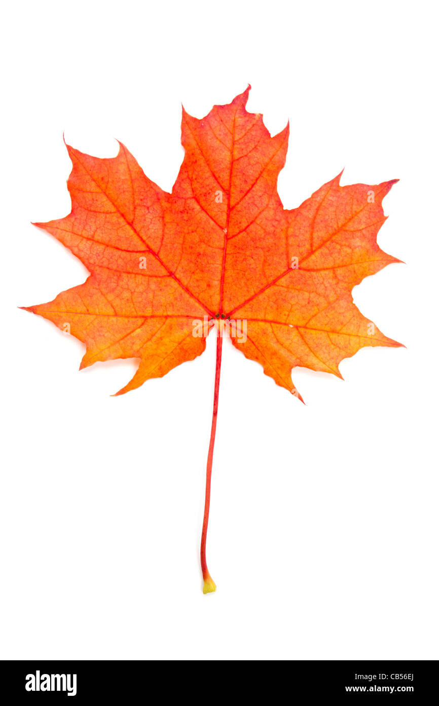 Autumn red maple leaf isolated on white background Stock Photo - Alamy