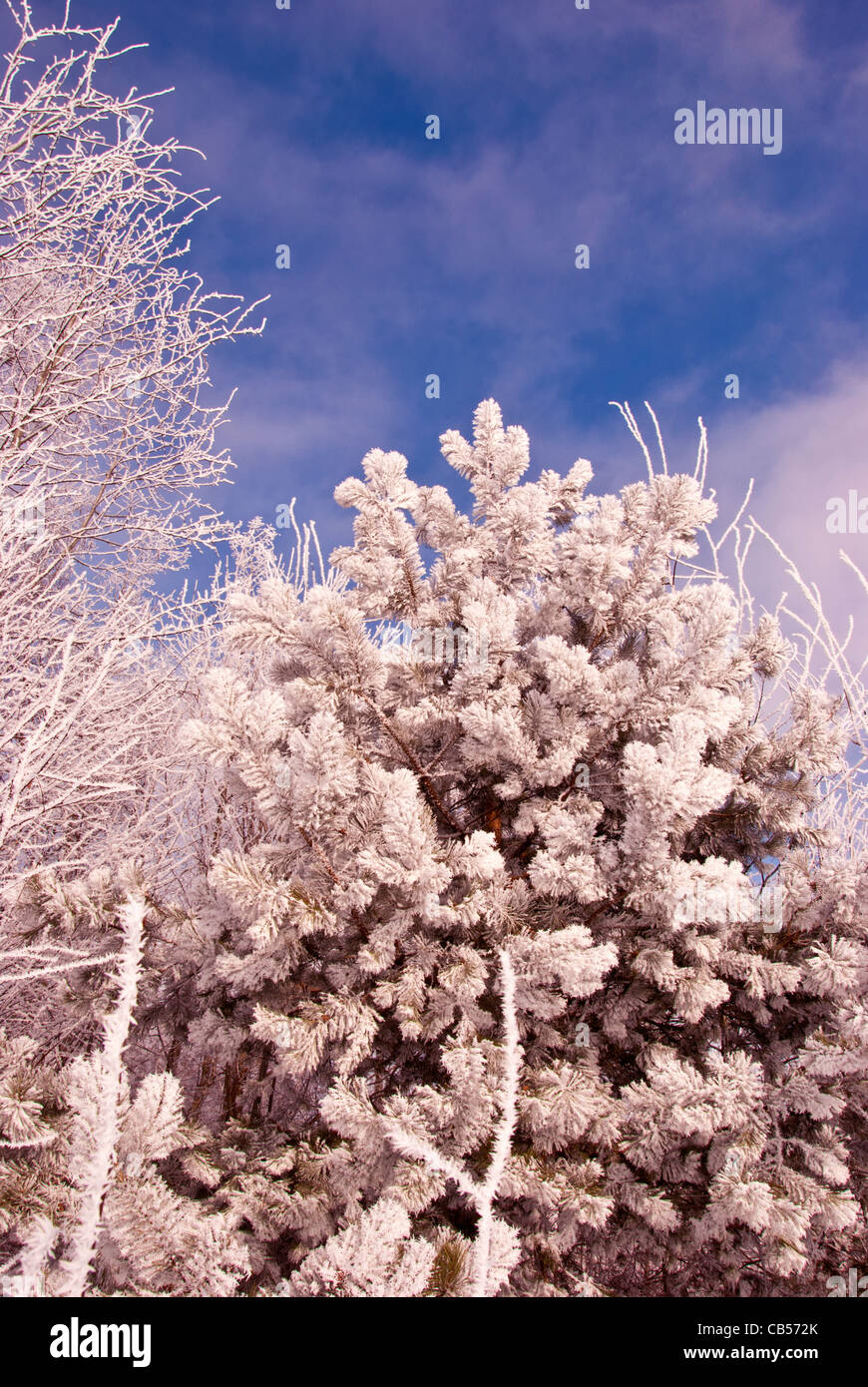Snow texture in forest hi-res stock photography and images - Alamy