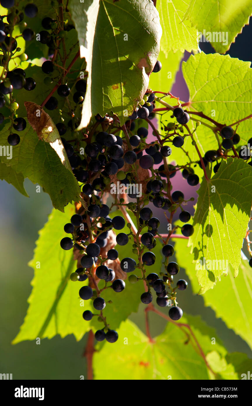 abstraction - a bunch of grapes Stock Photo