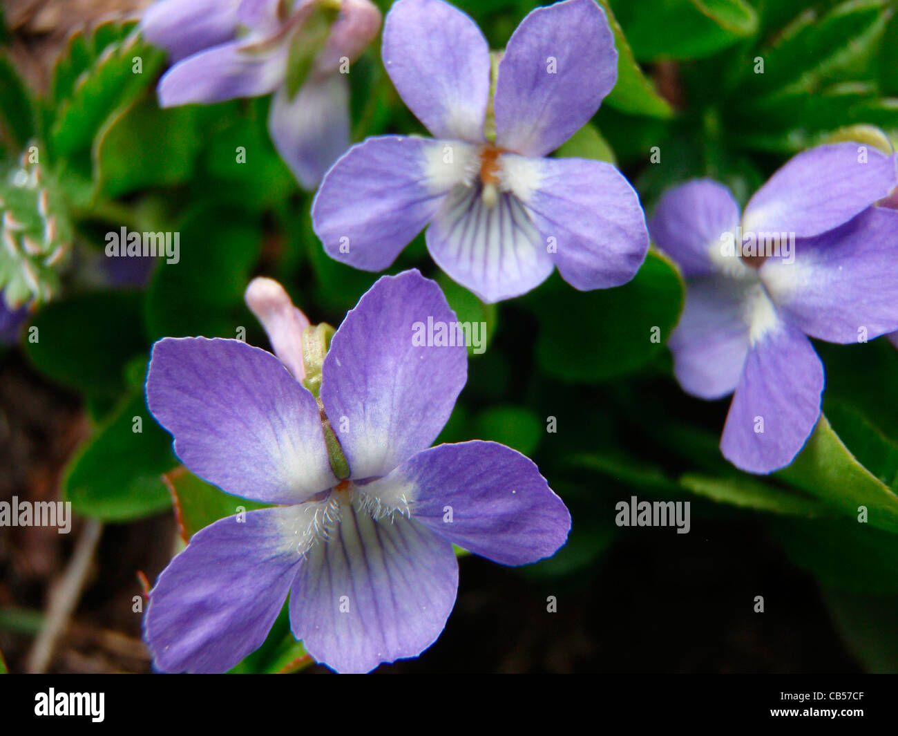 Mountain Blue Violet Viola adunca South San Juan Wilderness Colorado USA Stock Photo
