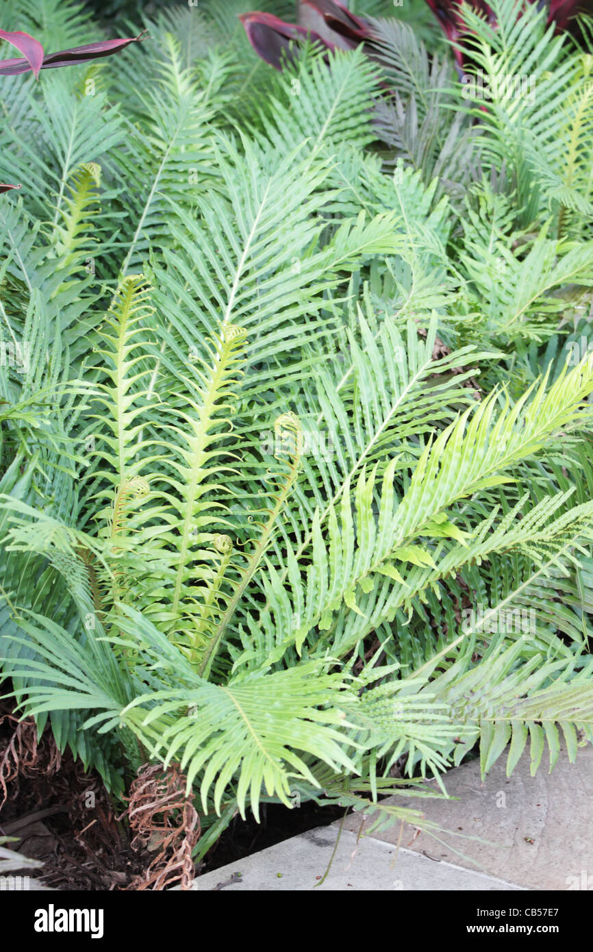 Tasmanian tree fern hi-res stock photography and images - Alamy