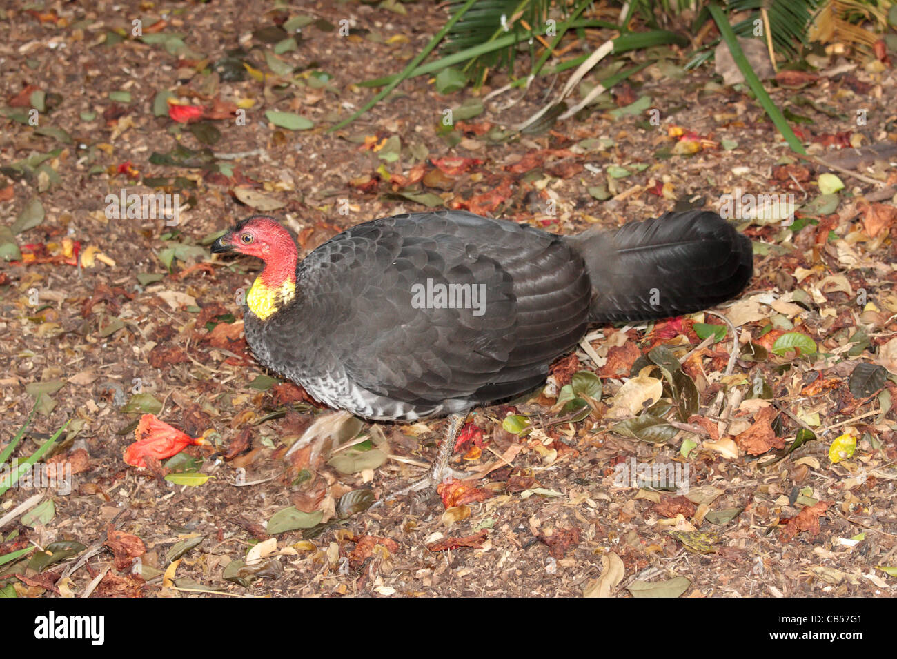 Wild Turkey amongst the Fallen Leaves and Flowers Stock Photo