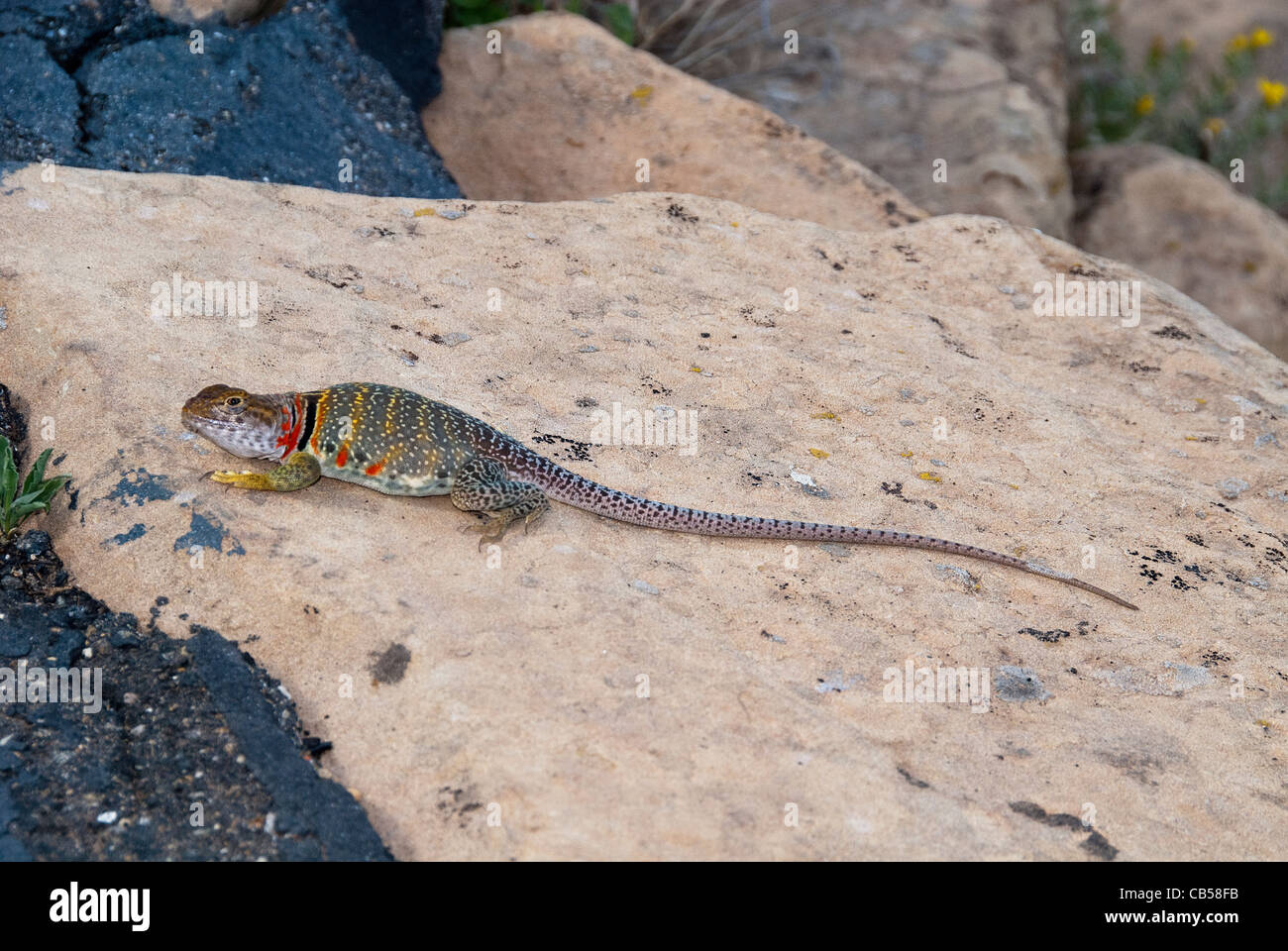 Yellowheaded Collared Lizard Crotaphytus collaris auriceps Mesa Verde