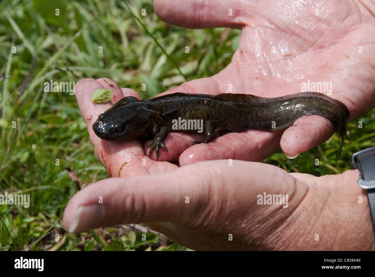 Tiger Salamander Ambystoma tigrinum Larval Form Weminuche Wilderness