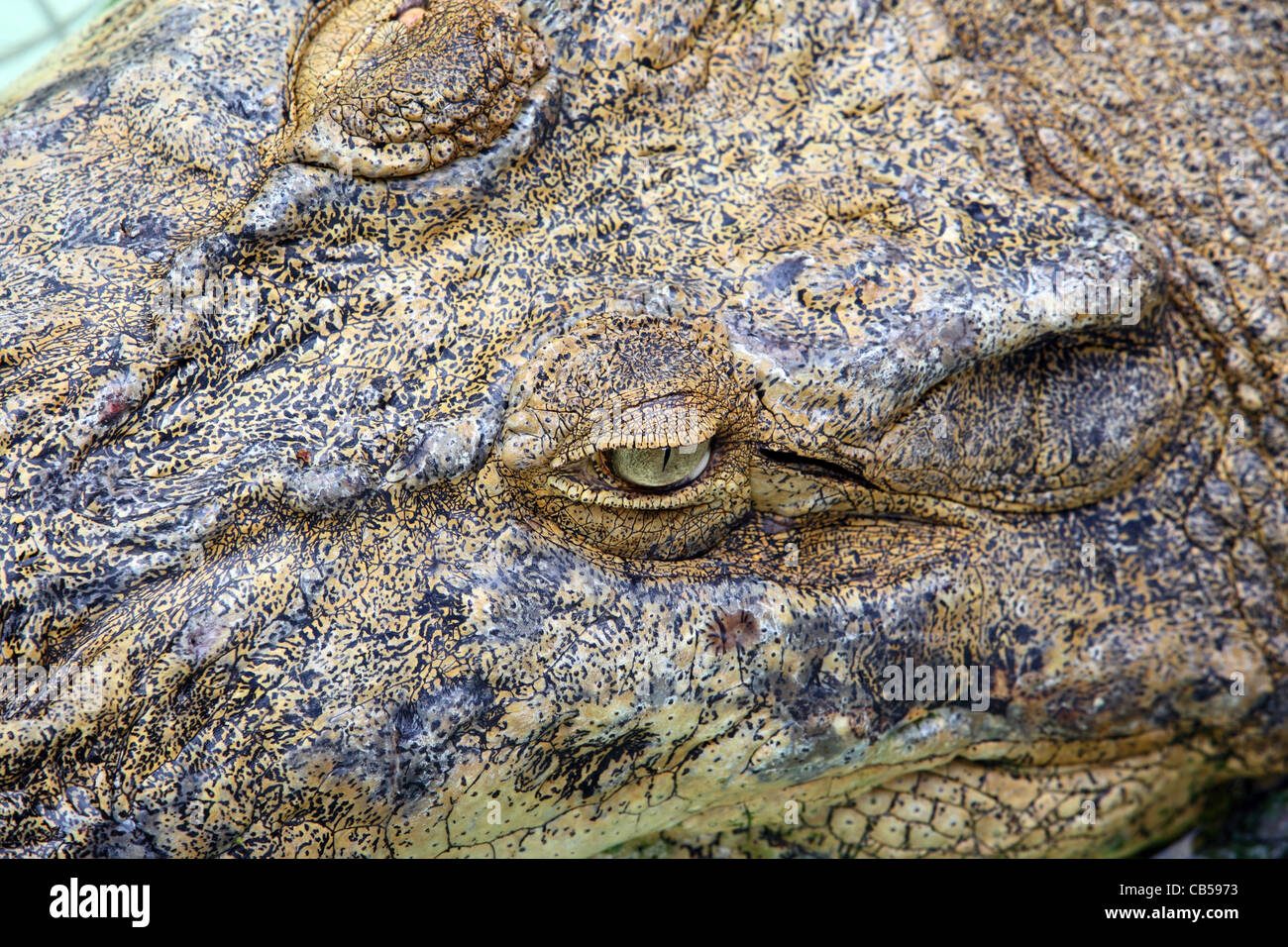 Closeup of crocodile eye and face. Stock Photo