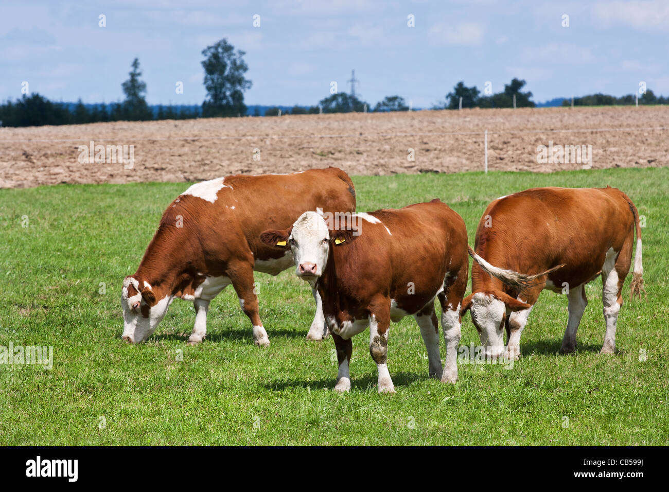 Dairy cows in farmers field Stock Photo - Alamy