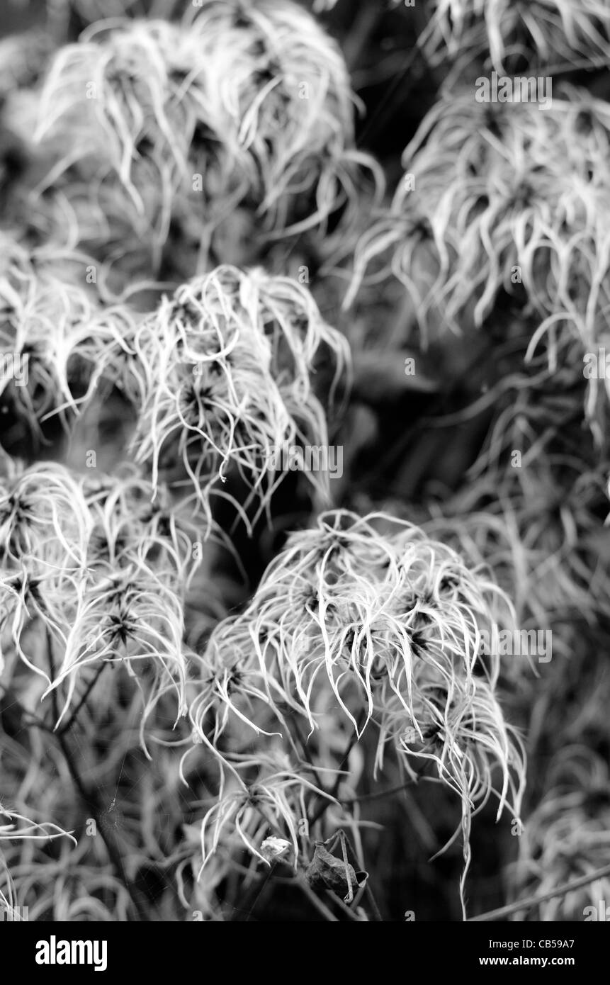 old mans beard Stock Photo