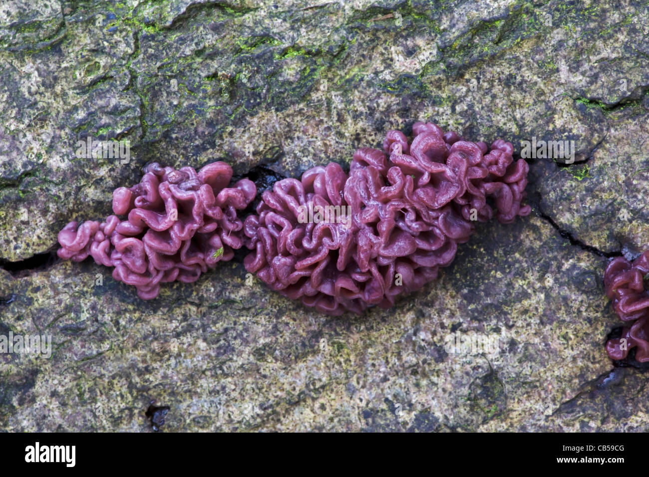 The jelly fungus Purple Jellydisc - Ascocoryne sarcoides Stock Photo