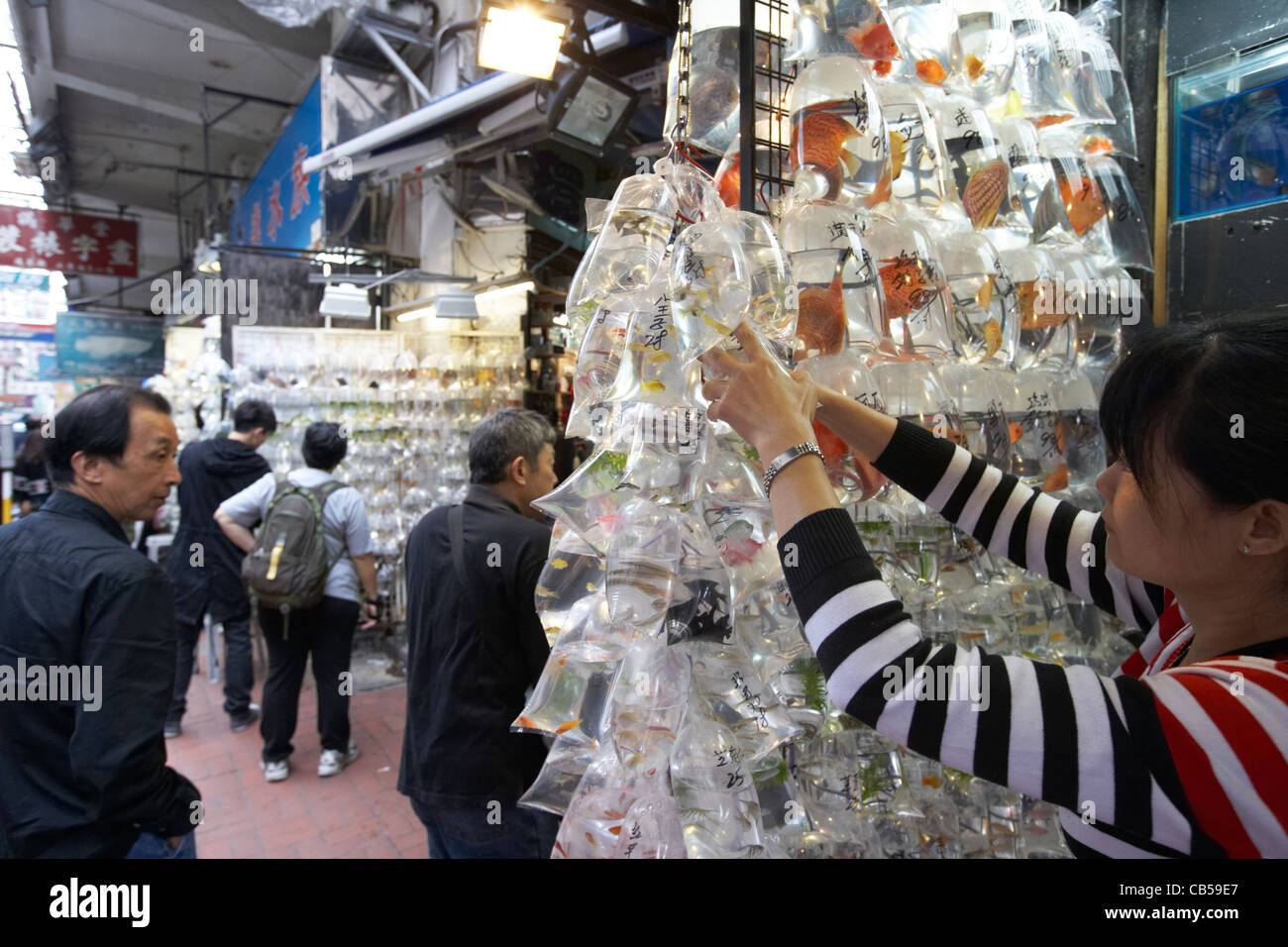 Pet shop in hong kong hires stock photography and images Alamy