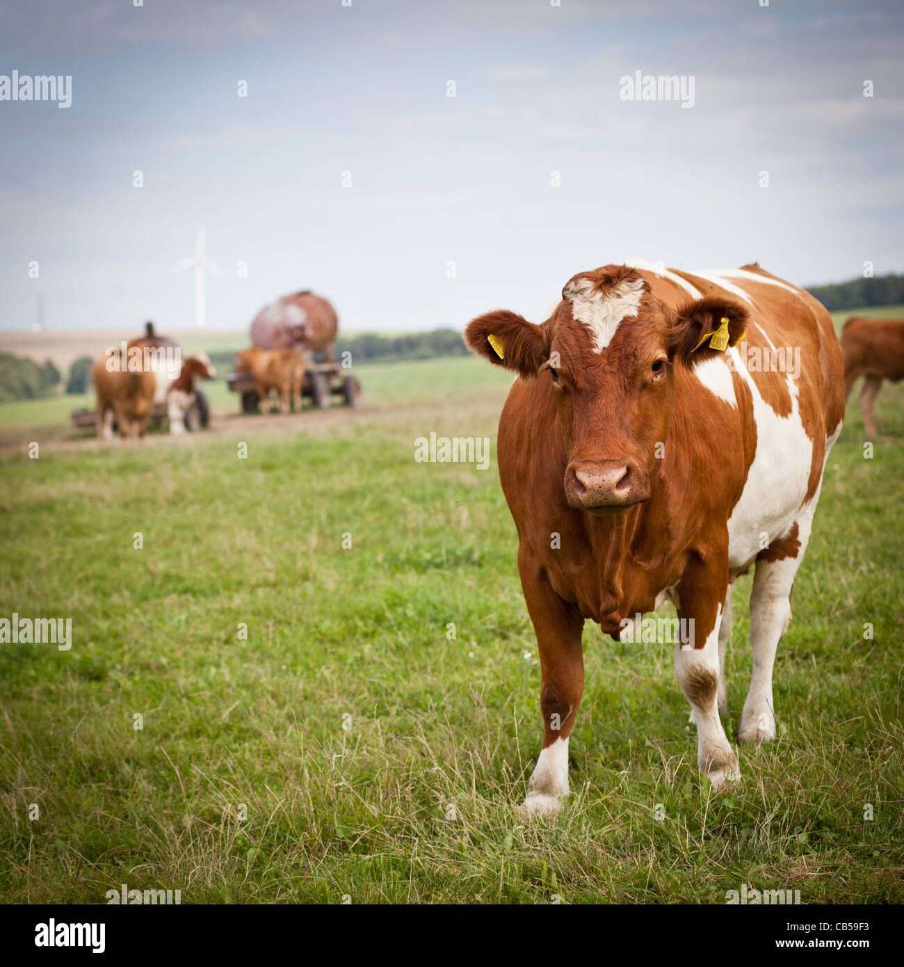 Cows grazing on a lovely green pasture Stock Photo - Alamy
