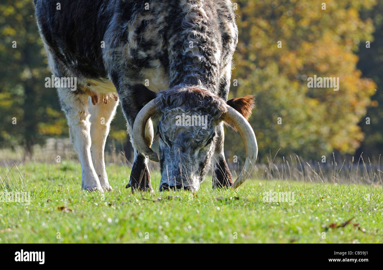 The English Longhorn cattle feeding  off grass in a field in Derbyshire, England. Stock Photo