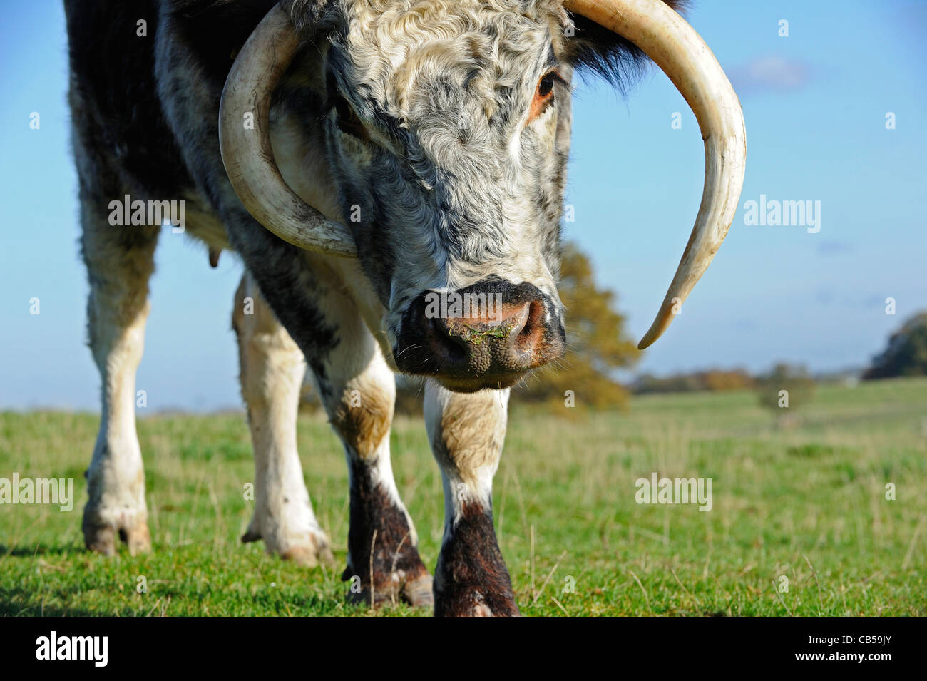 The English Longhorn cattle feeding  off grass in a field in Derbyshire, England. Stock Photo