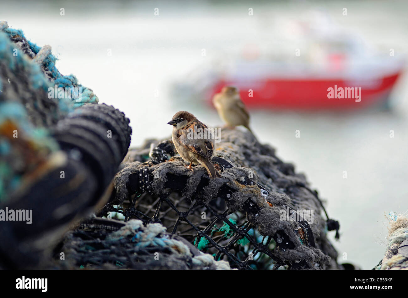 House sparrows living in lobster pots St. Ives Cornwall UK Stock Photo