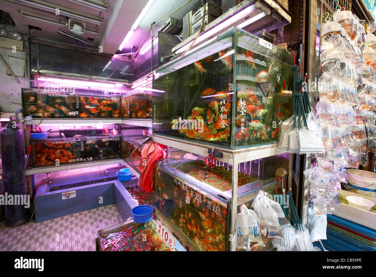 aquaria full of goldfish at a petshop in the market at market goldfish street mong kok district kowloon hong kong hksar china Stock Photo