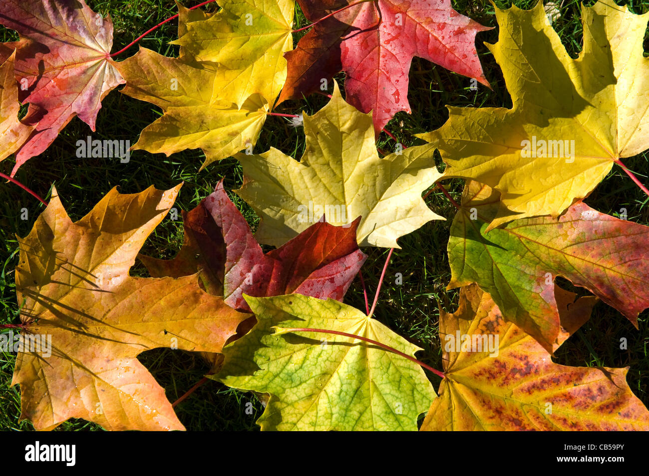 Fallen leaves from a London Plane tree. Stock Photo
