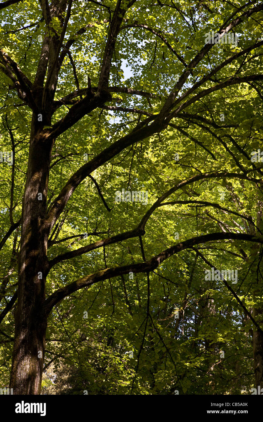 Tree canopy in the 'Passeggio del Prato' Park, Arezzo, Tuscany, Italy in late Spring Stock Photo