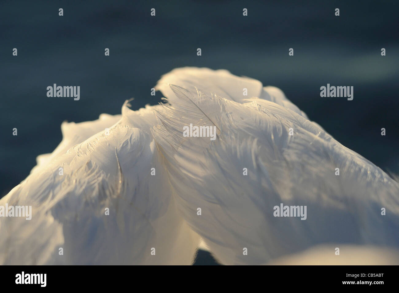 White feathers on a adult mute swan shown fine detail Stock Photo