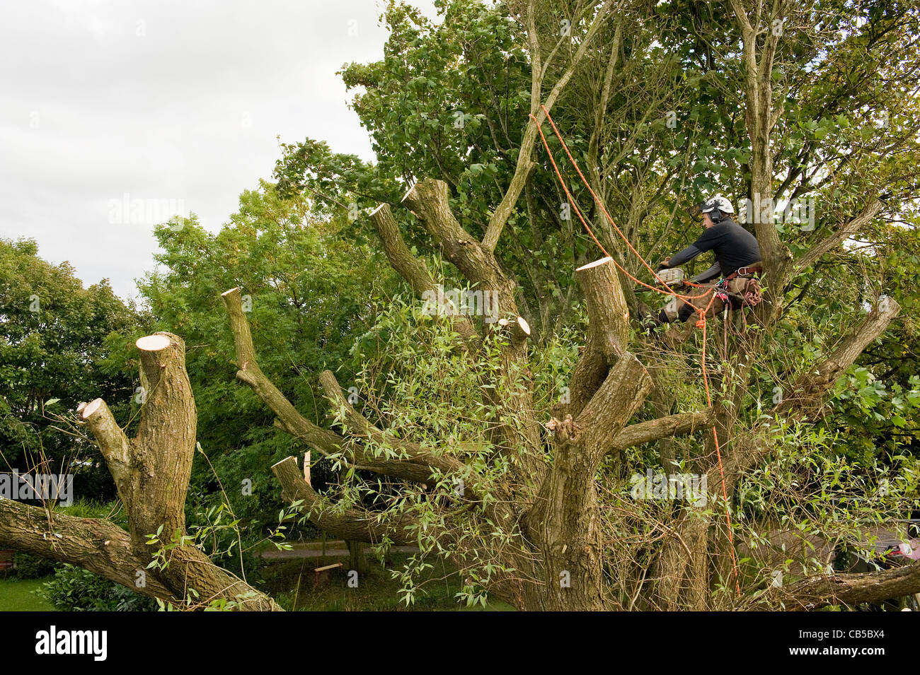 Tree surgeon felling a tree Stock Photo - Alamy