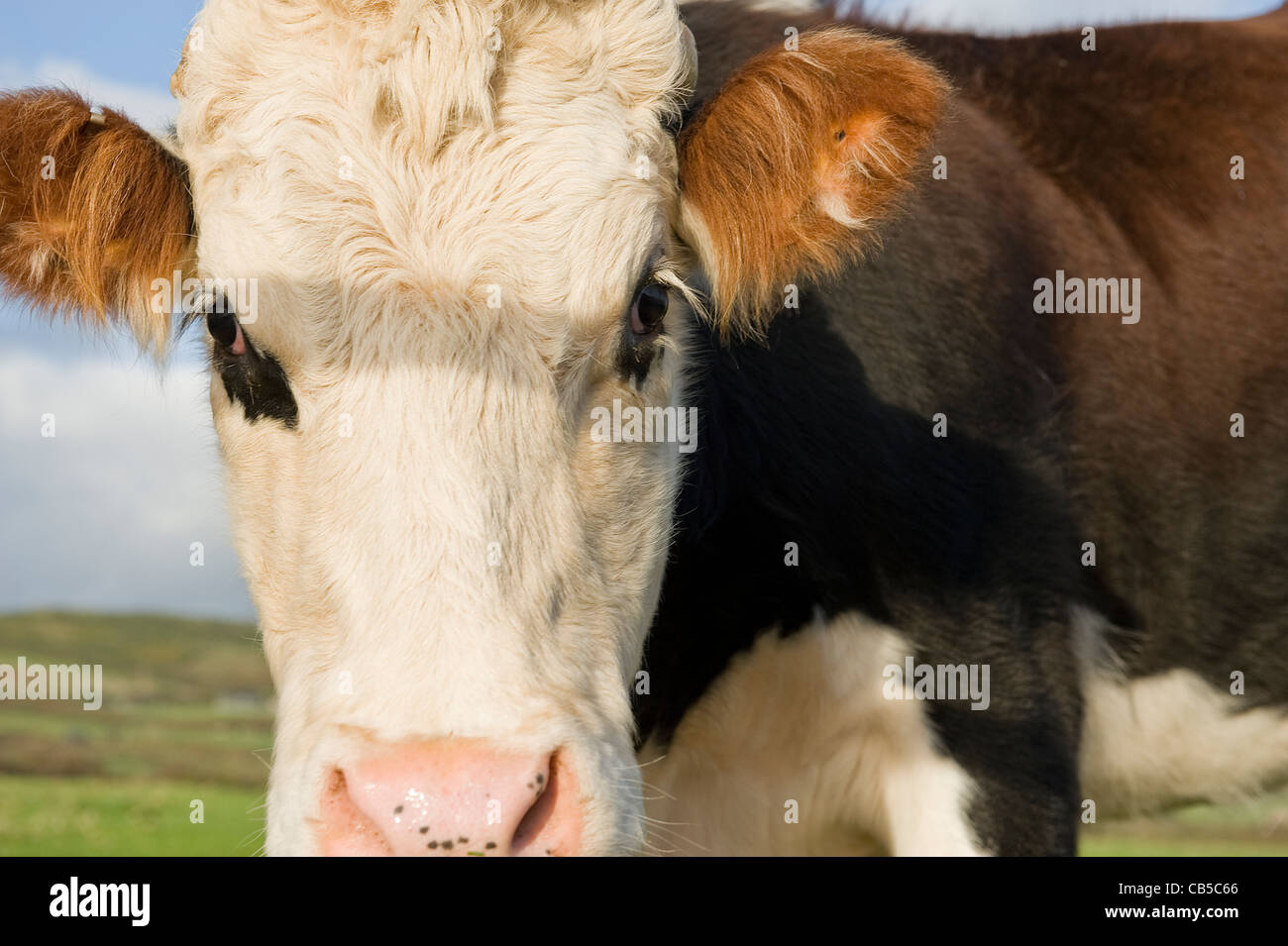 Hereford cow up close hi-res stock photography and images - Alamy