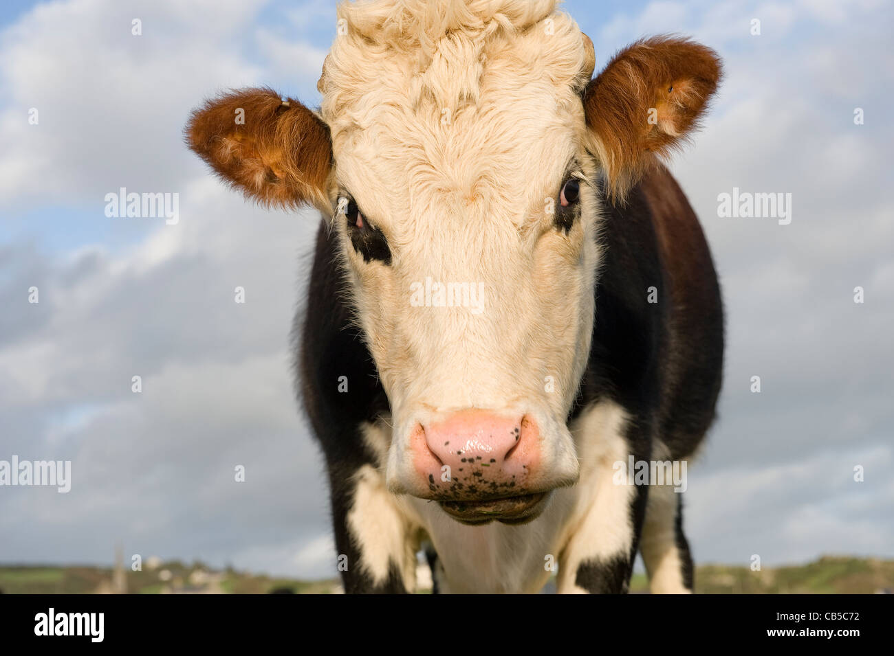 close up of a Hereford cow Stock Photo - Alamy