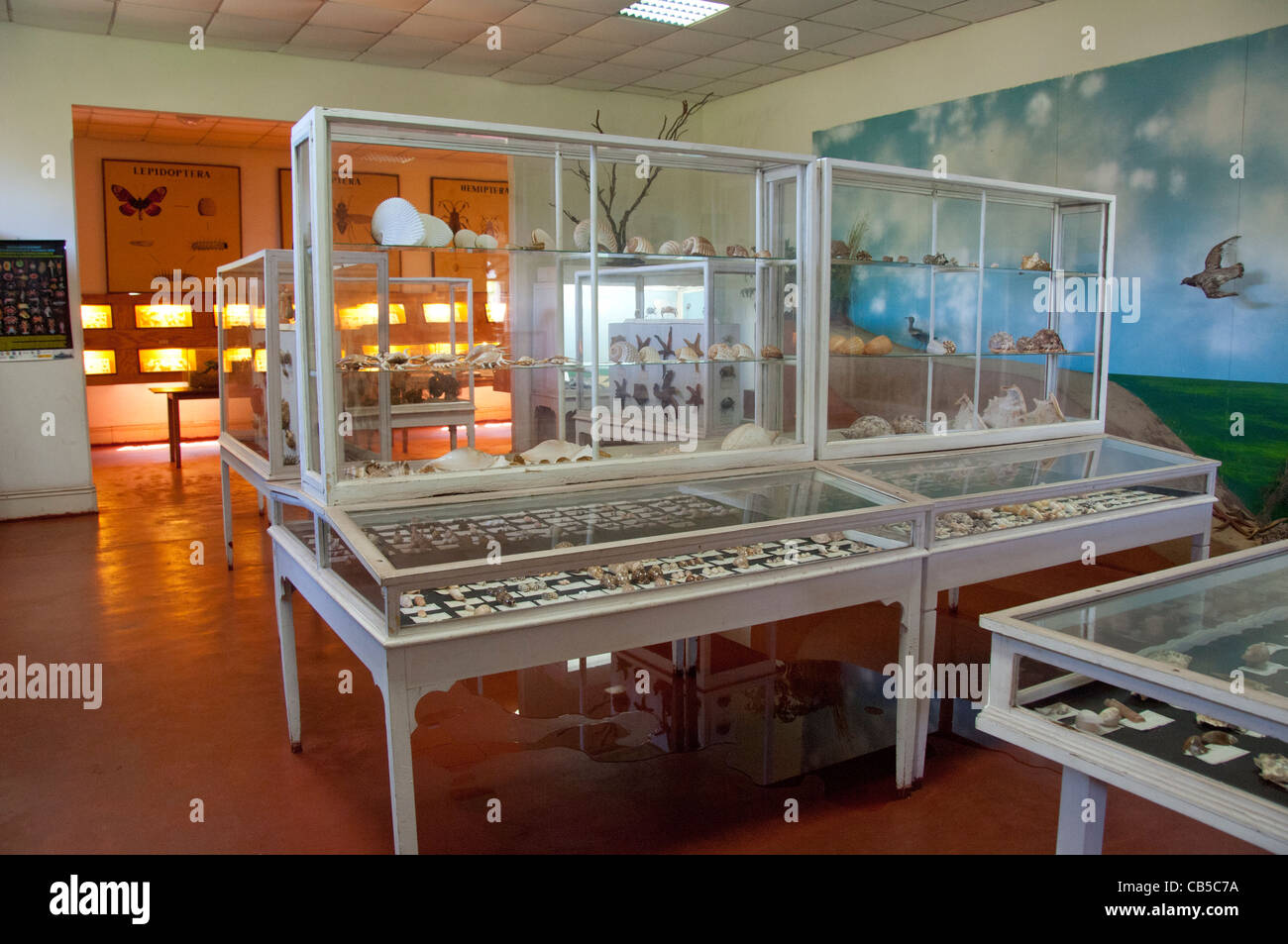 Africa, Mozambique. Capital city of Maputo, Museum of Natural History. Seashell collection. Stock Photo